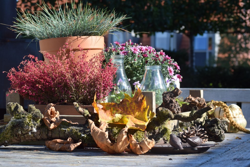 trendingtuin-maisonbelle