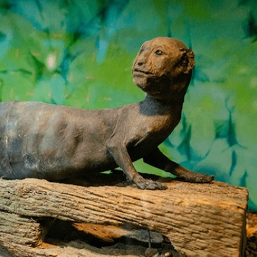 Panama City Beach: Ripley's Attractions Combo Pass: Ripley's Believe It or Not!, Mirror Maze and 7D Moving Theater