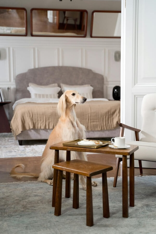 Dog Sitting on the Floor at Home
