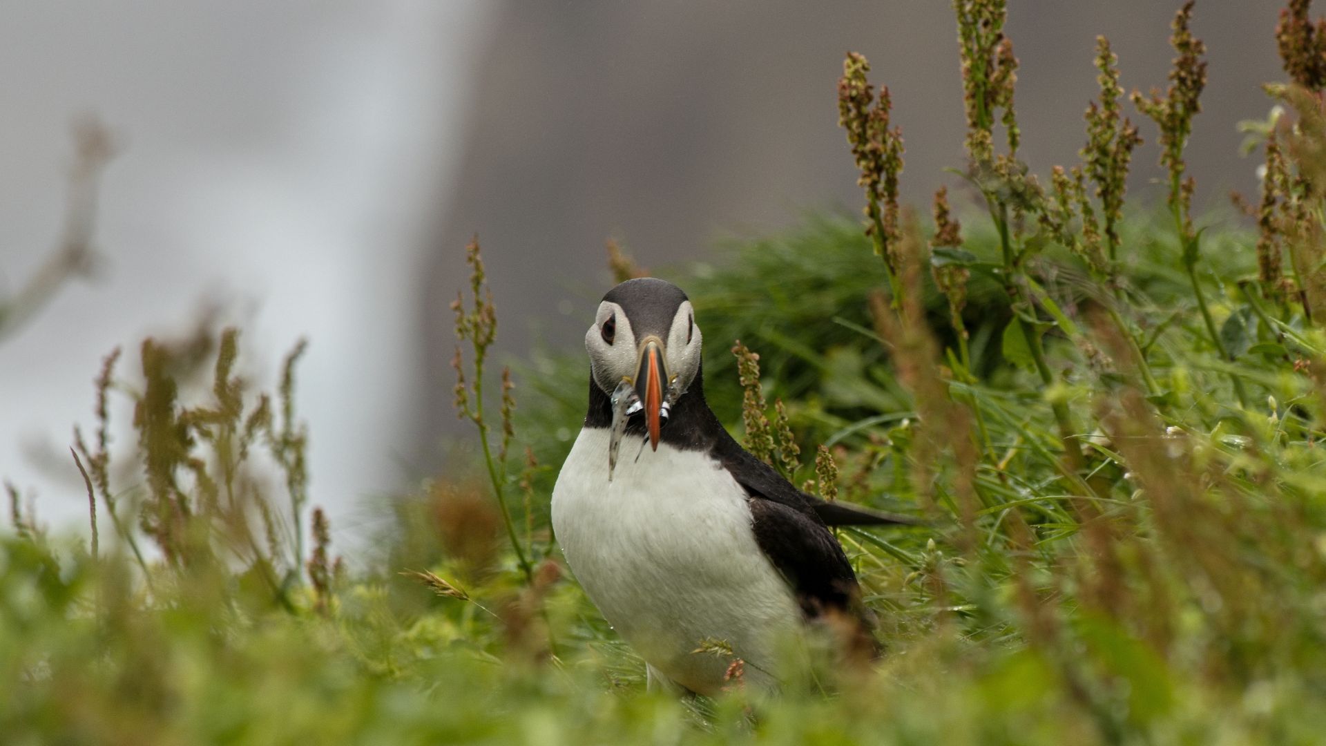The Tjörnes Peninsula, near Húsavík, is a quieter birdwatching area in North Iceland. 
