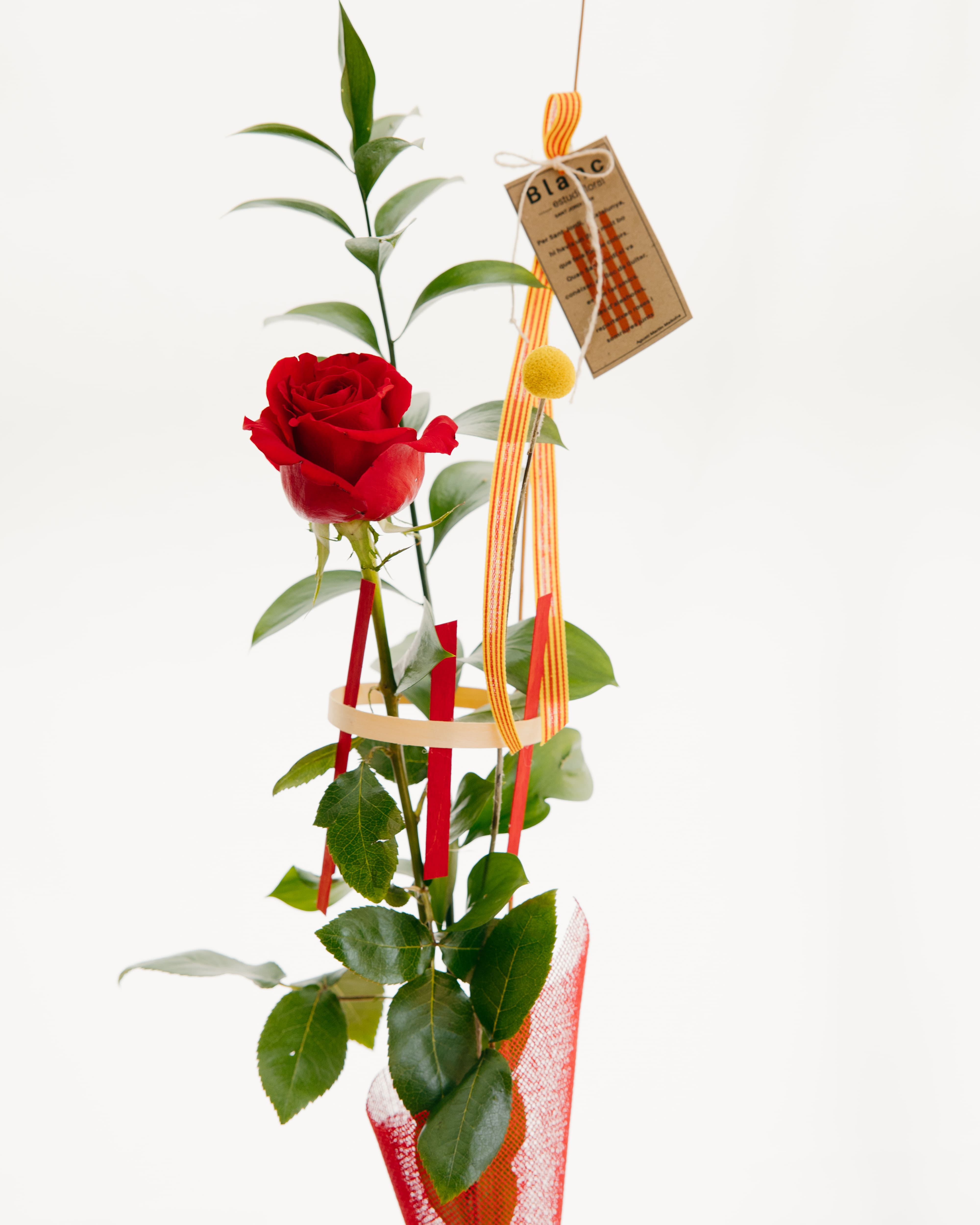 Detall d'una rosa vermella amb estructura geomètrica de color crema i varetes vermelles, decorada amb la senyera i una craspedia groga.