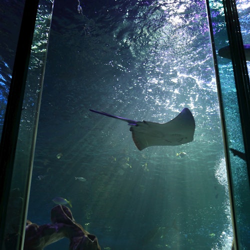 A stingray swimming through a large aquarium tank with sunlight filtering down through the water.