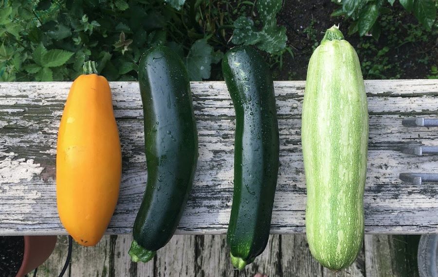 Varietà di zucchine