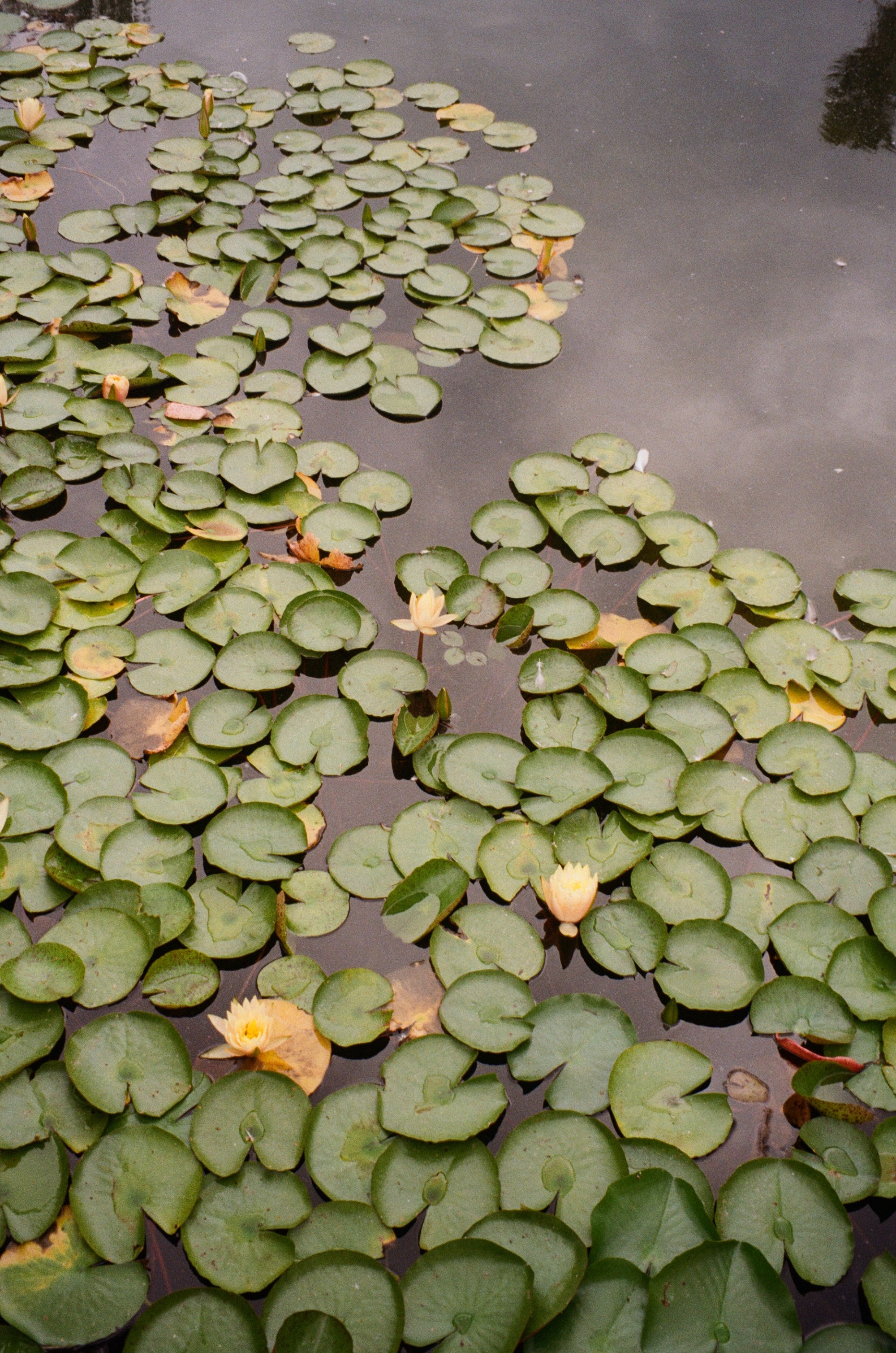 Lily pads with fallen autumn leaves on still water
