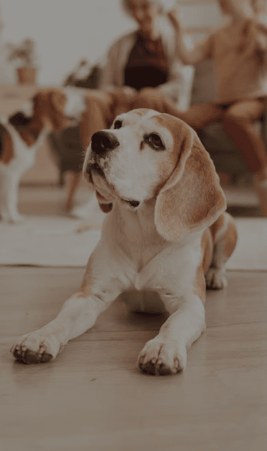 Scoop Busters. The Villages Florida Pet Waste Removal. Dog Scooping Service. Instant Price.