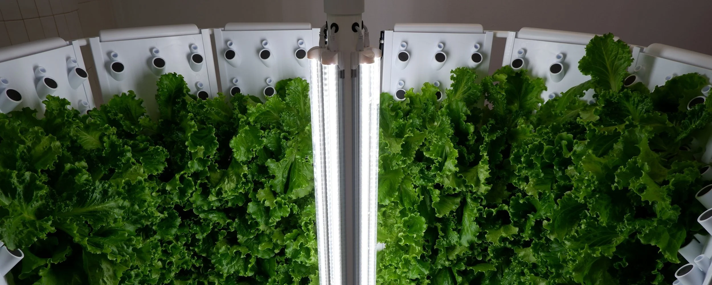 Hojas verdes cultivadas en un sistema hidropónico interior