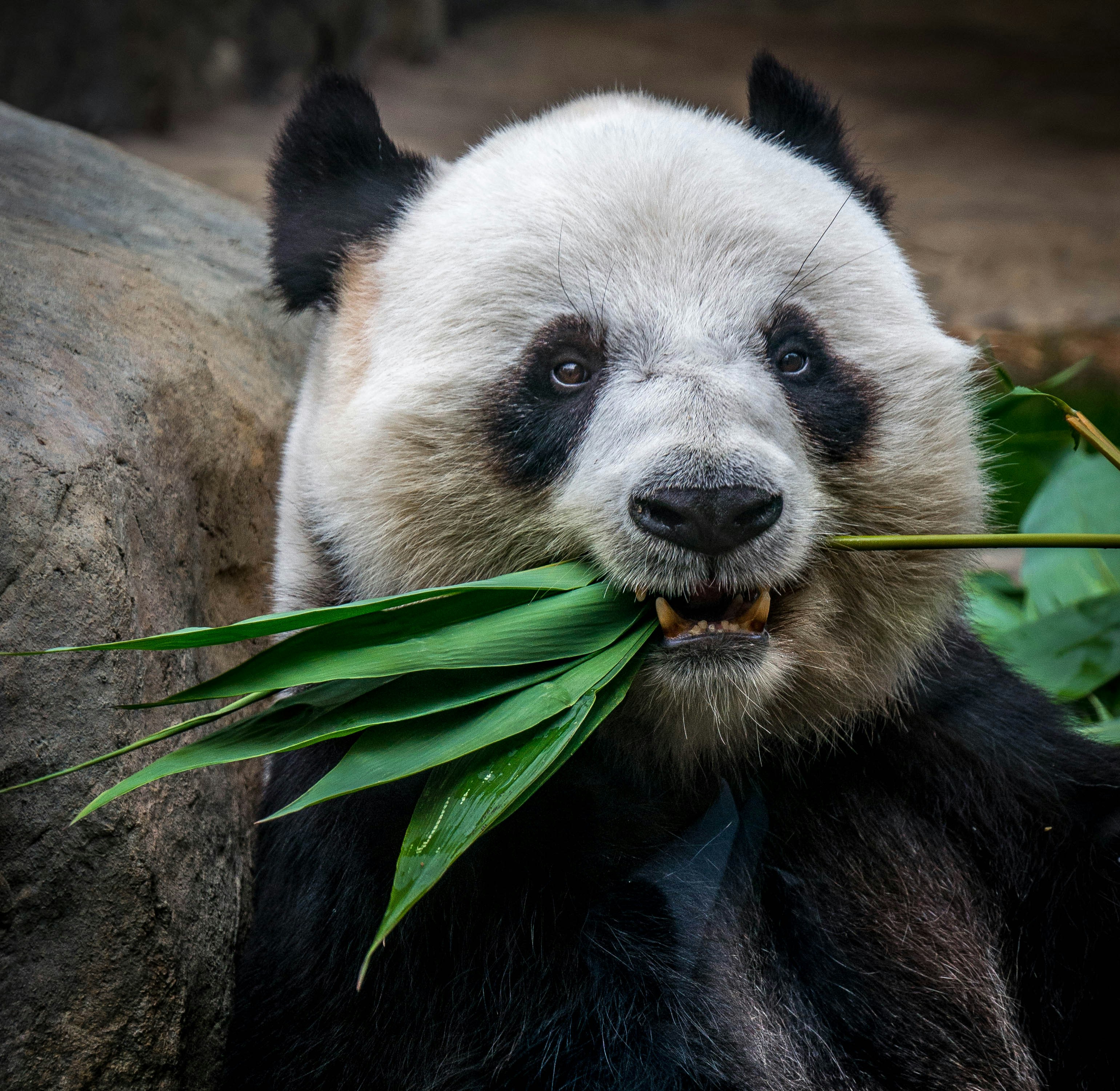 Panda eating bamboo