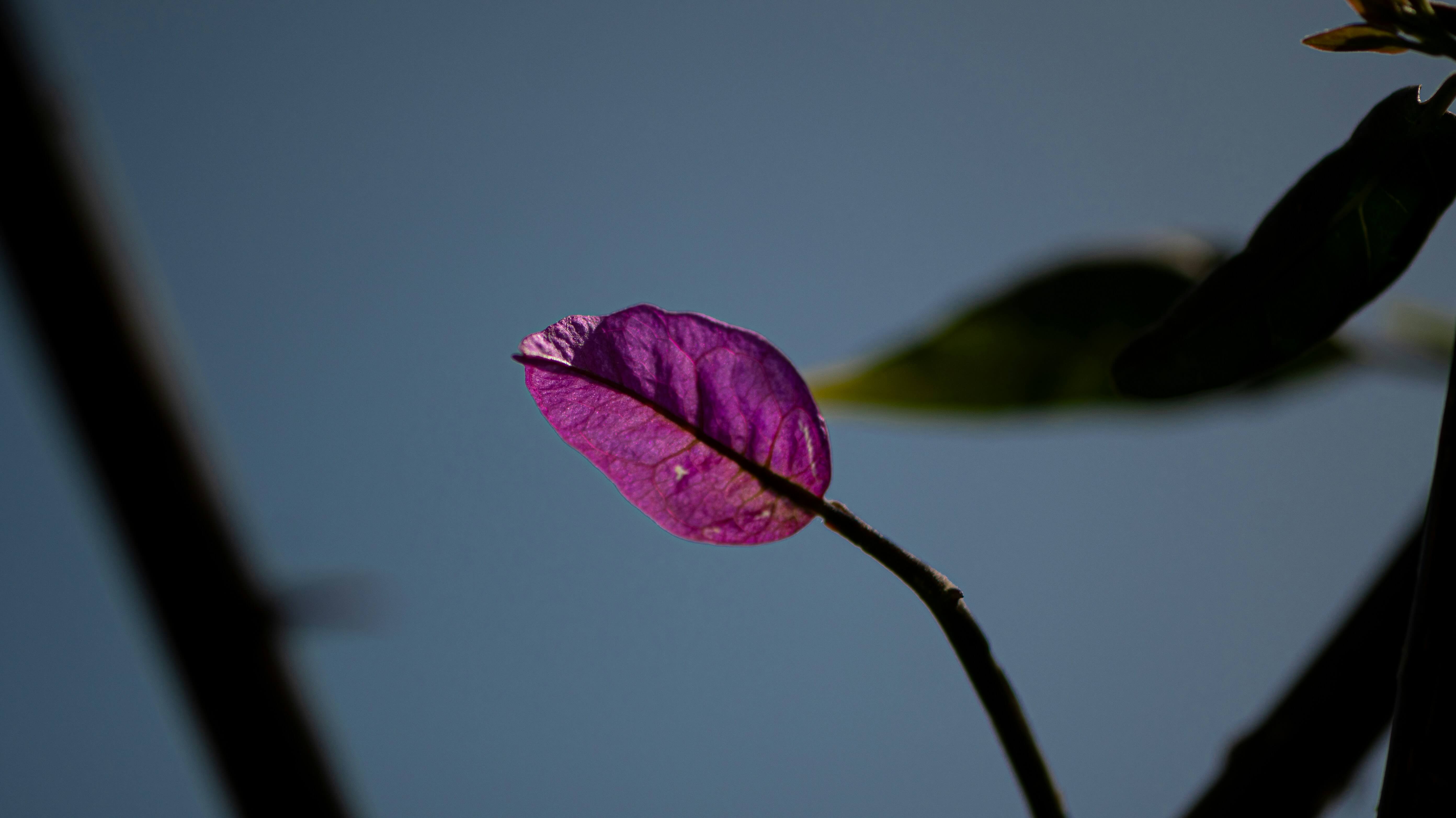 This is a close-up photograph of a single purple bougainvillea bract (often mistaken for a petal) captured against a soft, muted blue background. The bract is delicately lit, showing its veiny texture and vibrant color, while the rest of the image remains in shadow or softly blurred. The composition highlights the simplicity and elegance of nature, emphasizing contrast, minimalism, and the beauty of small details. The image has a peaceful and introspective mood, ideal for artistic or botanical themes.