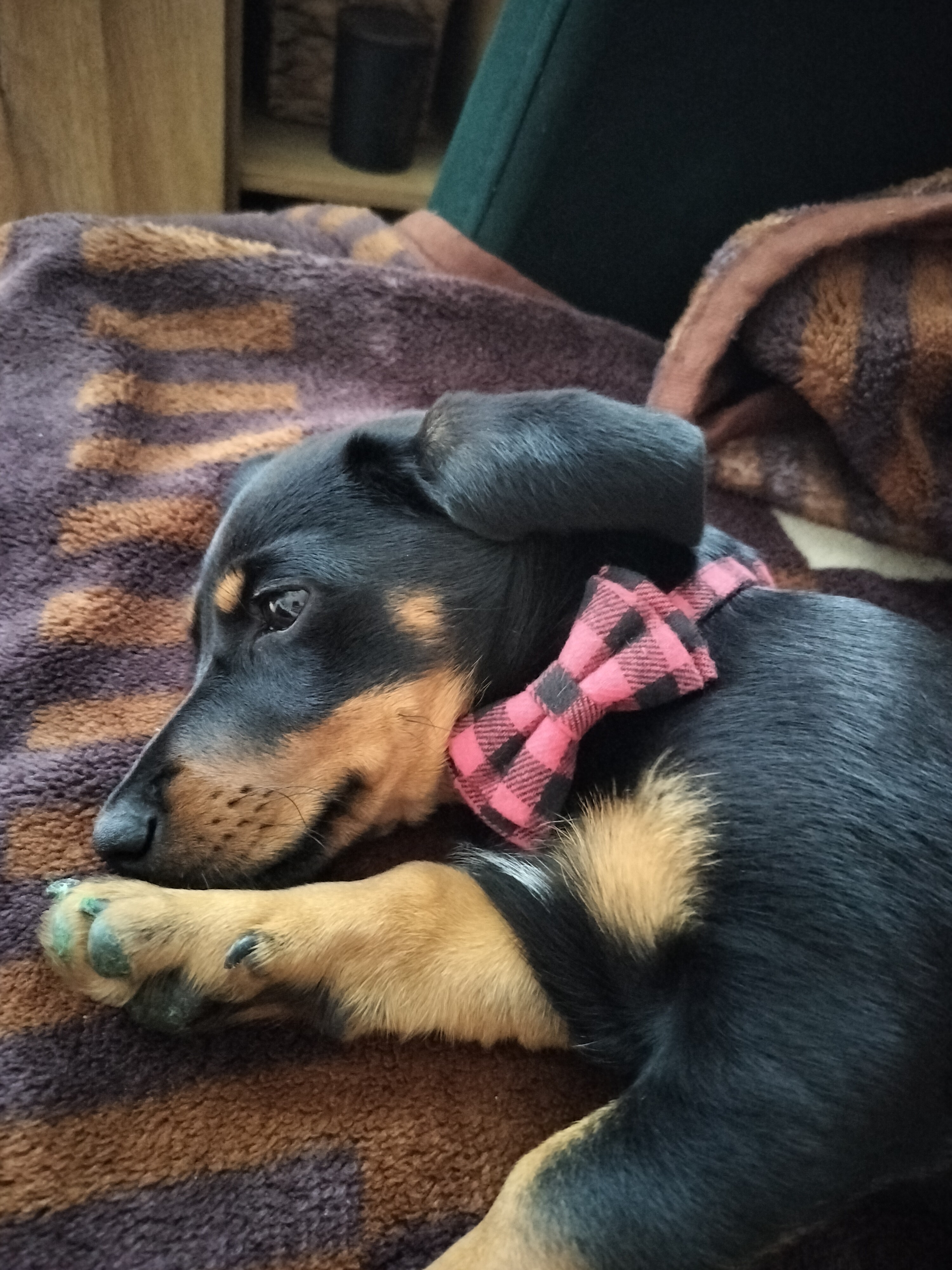 Zdjęcie psa z muchą na szyi