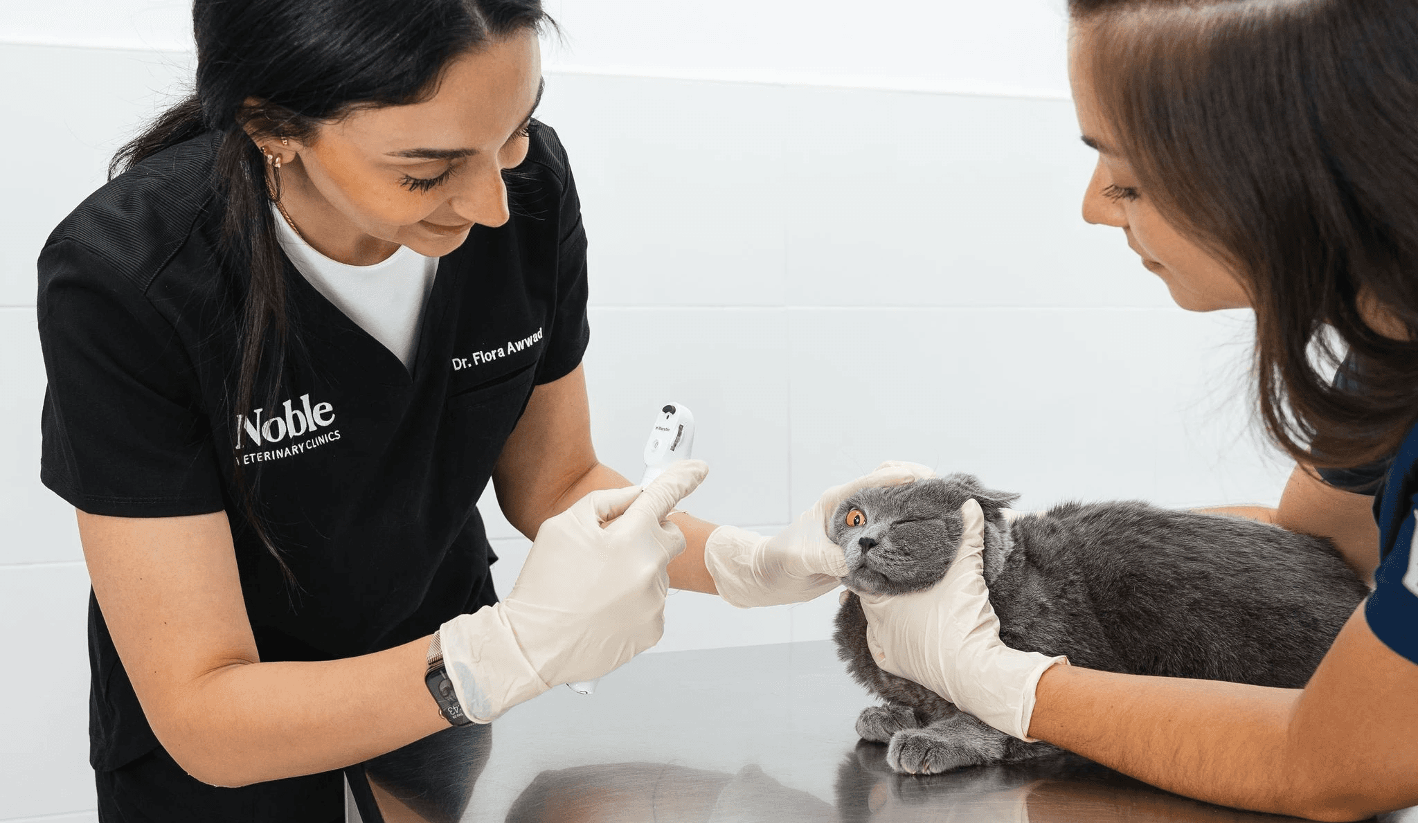 A veterinarian is using a tool to check the cat's eyes while another vet is holding the cat gently.