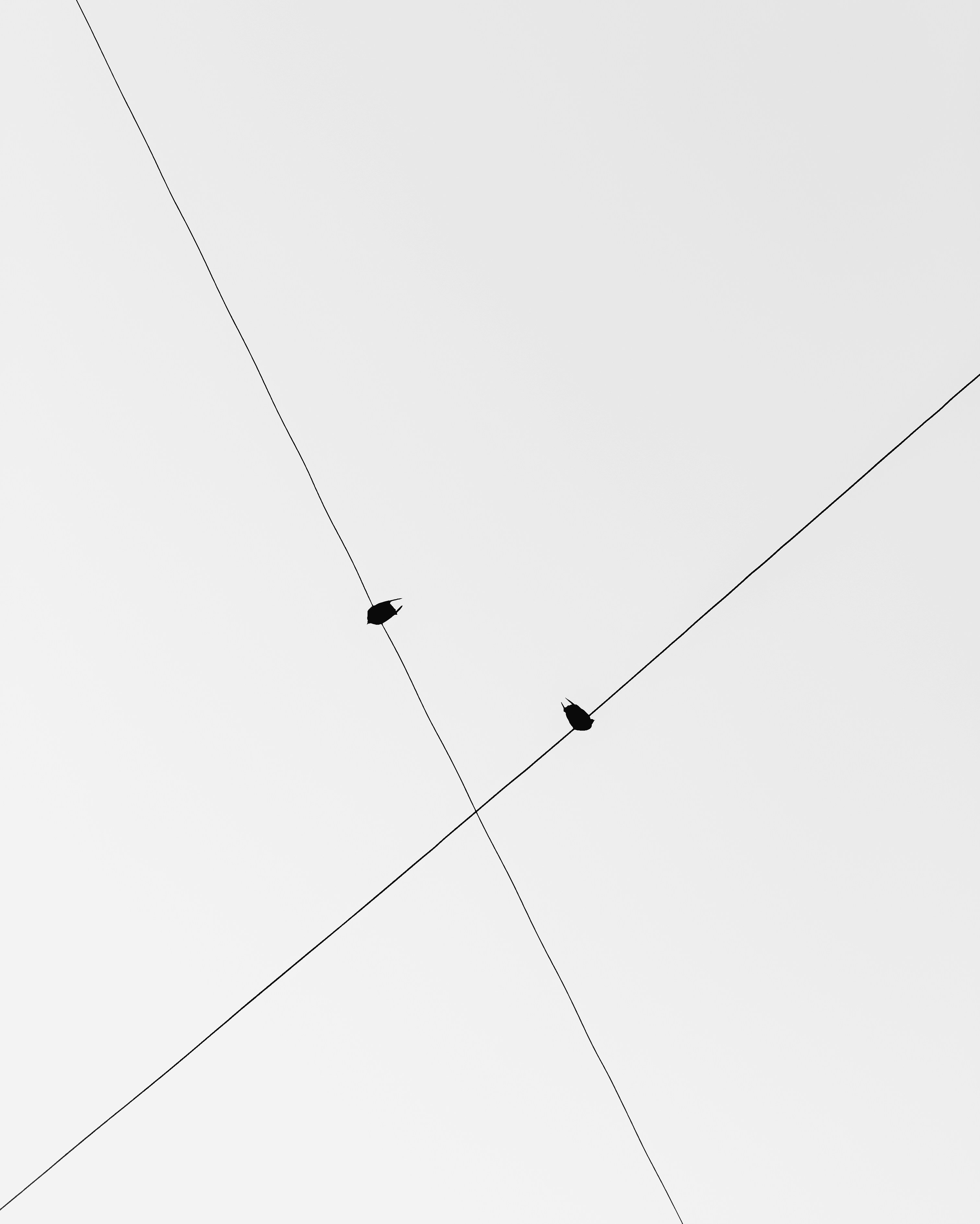 A couple of birds sitting on top of power lines