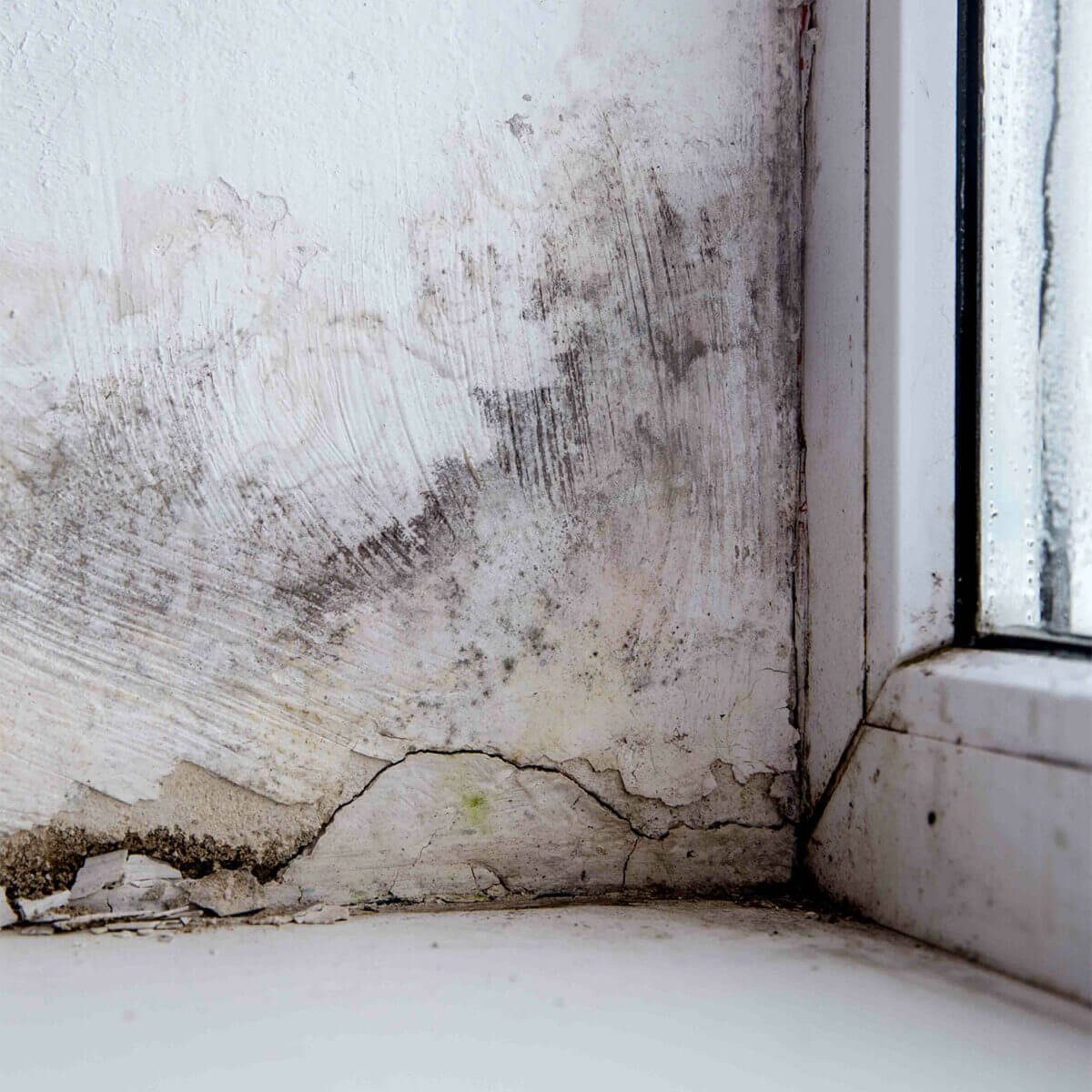 Mold Remediation