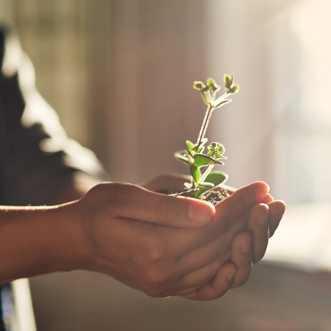 Pregnant woman's belly illuminated by sunlight.