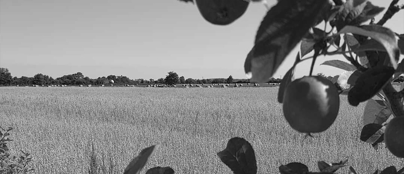 Flour and Oats growing on the Field to get supplied to As One Restaurant Dublin