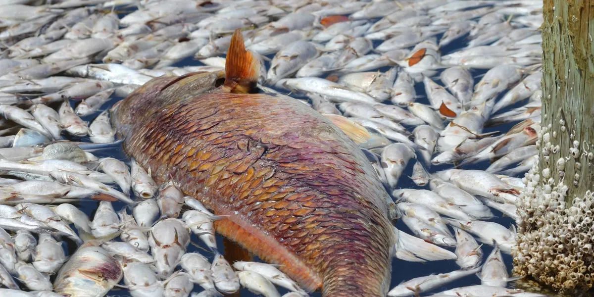 Close-up of a tree stump showing growth rings and a textured brown wood surface.