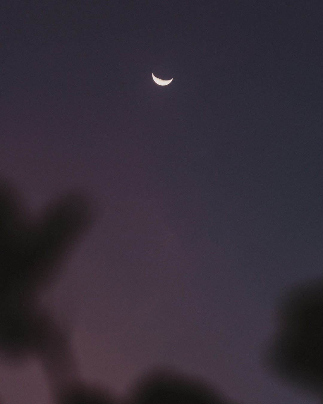 Quarter moon during blue hour, with some leaves in the foreground