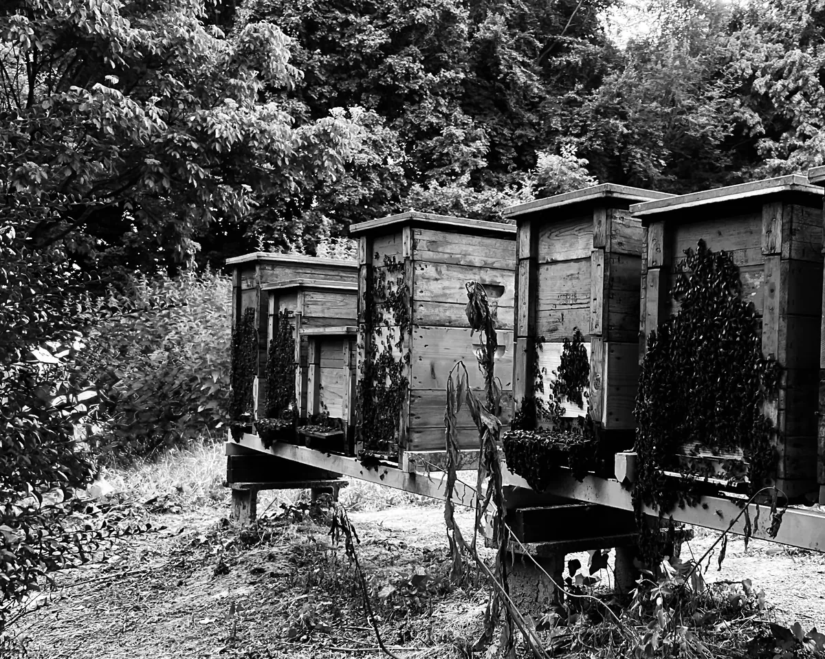 Bazsó Méhészet az 1980-as években