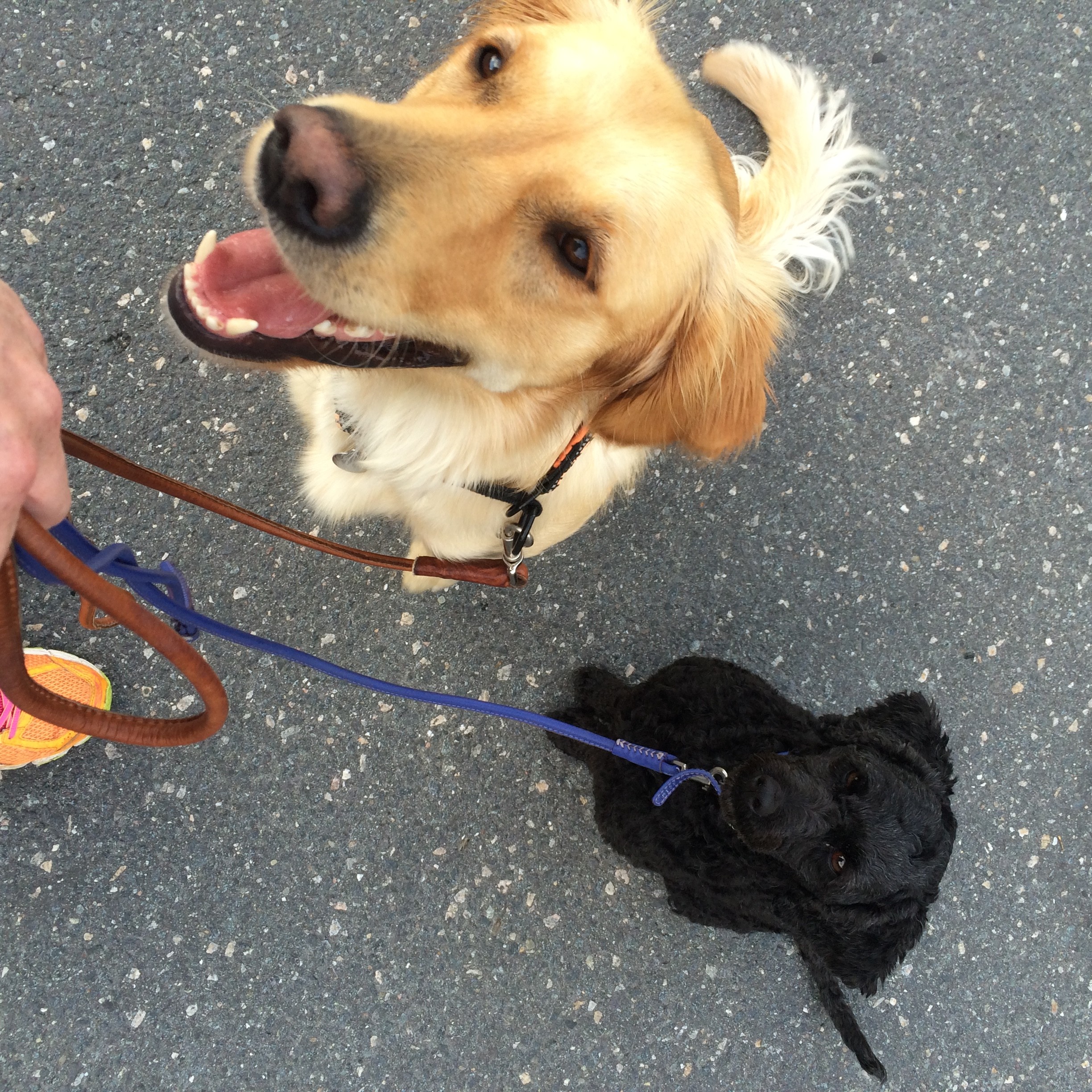 Dog photo