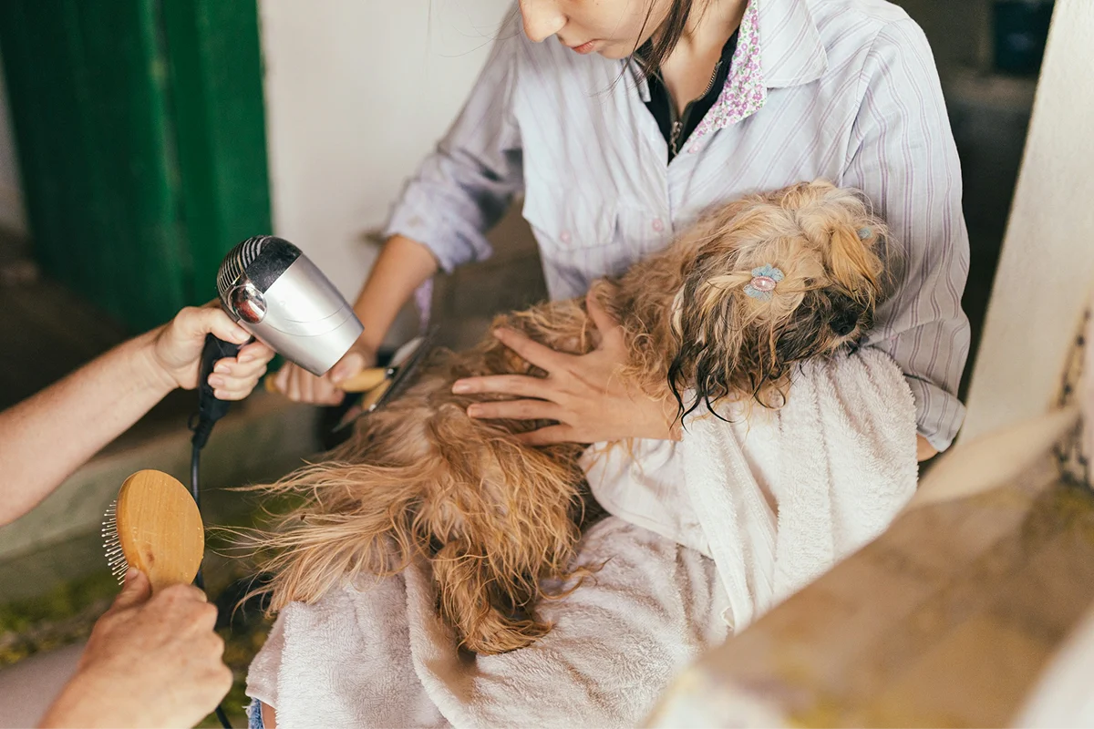 Small dog receiving grooming and towel care.