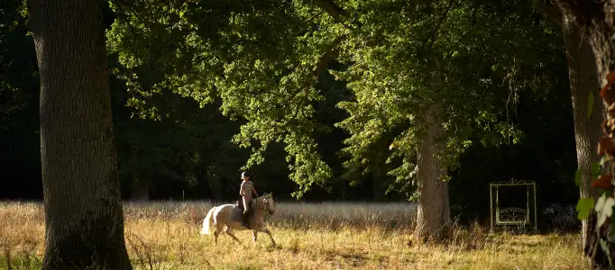 A serene countryside moment with a rider on horseback beneath towering trees — embodying elegance, freedom, and timeless French charm.