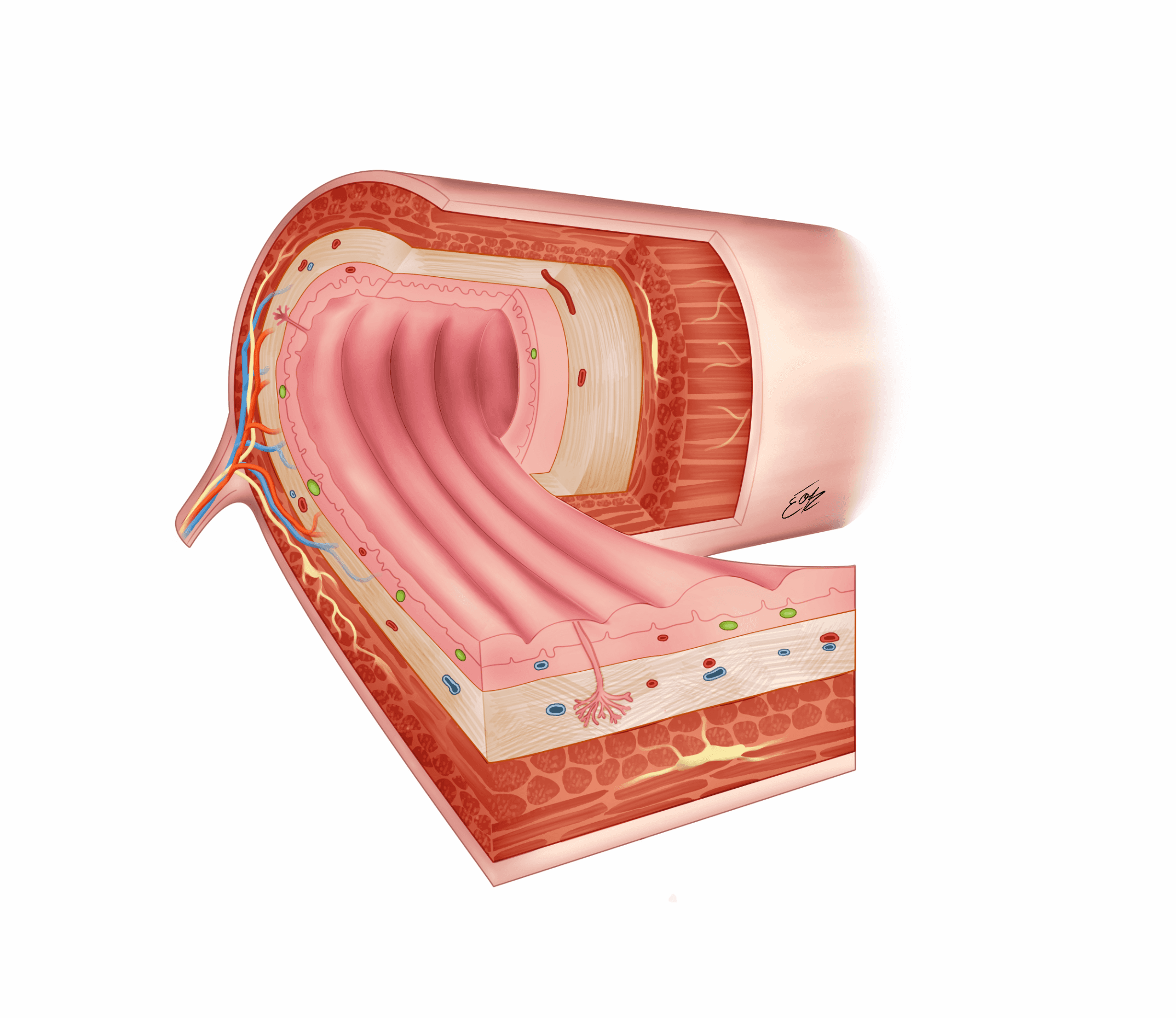 Illustration scientifique du tractus digestif sur le plan histologique en couleurs par l'illustratrice scientifique Élodie Ouellet-Belleau.