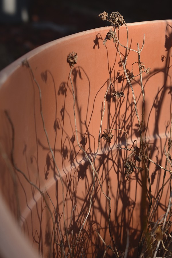 Winter Plants - My Dao Designer Portfolio