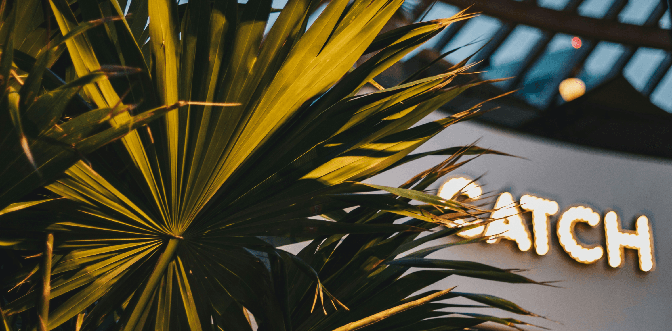 Palm leaves