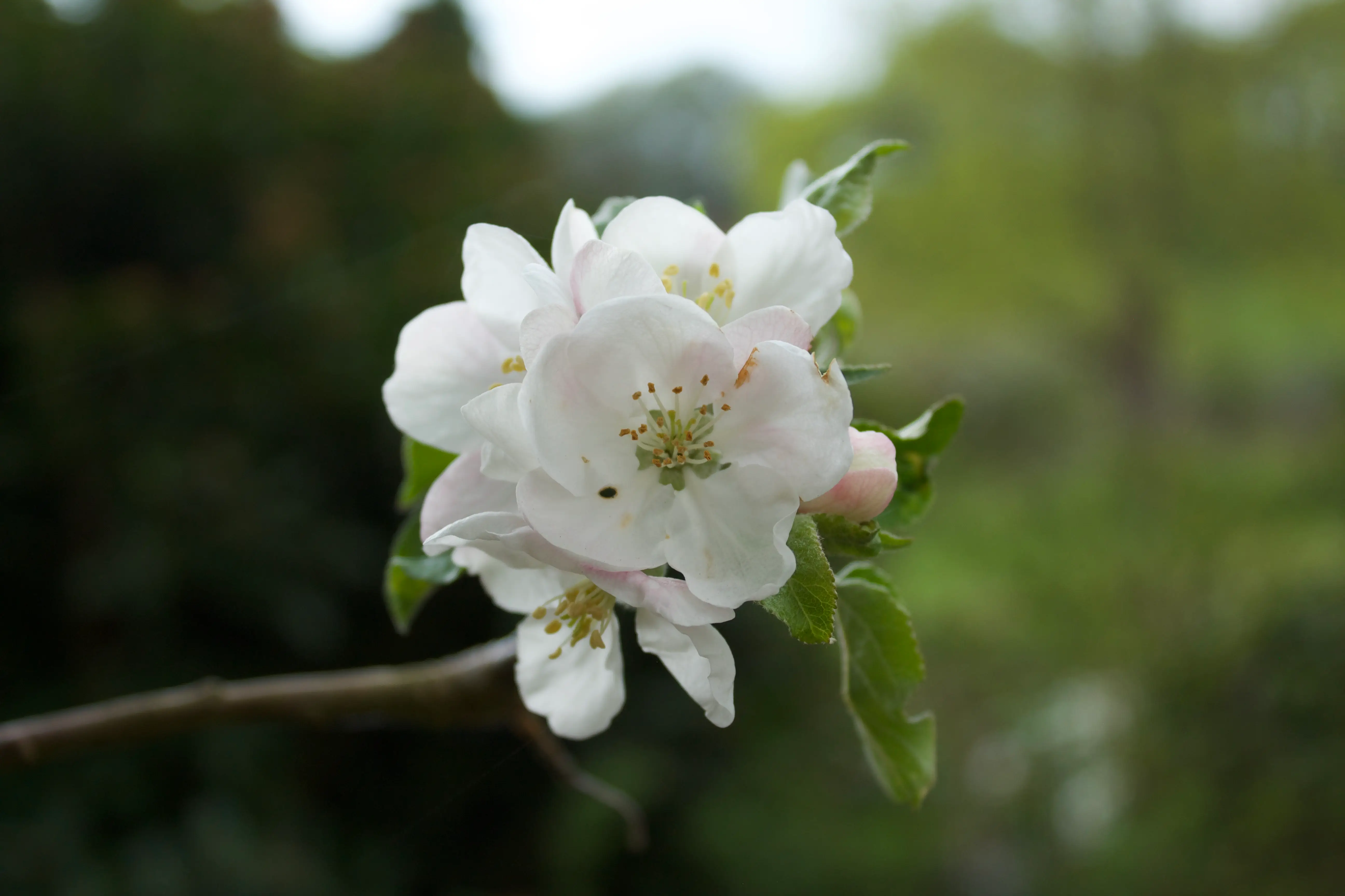 A close-up of a delicate white flower with soft petals, set against a blurred green background.