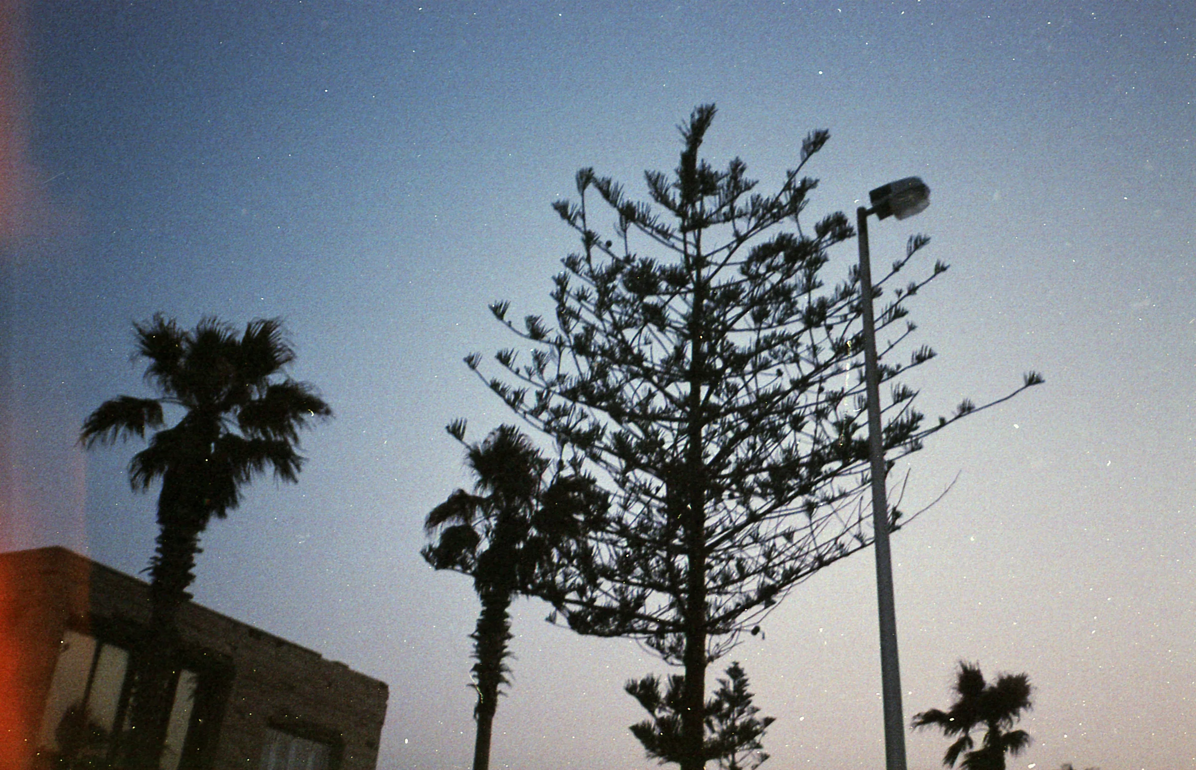 Palm Beside the Tall Tree