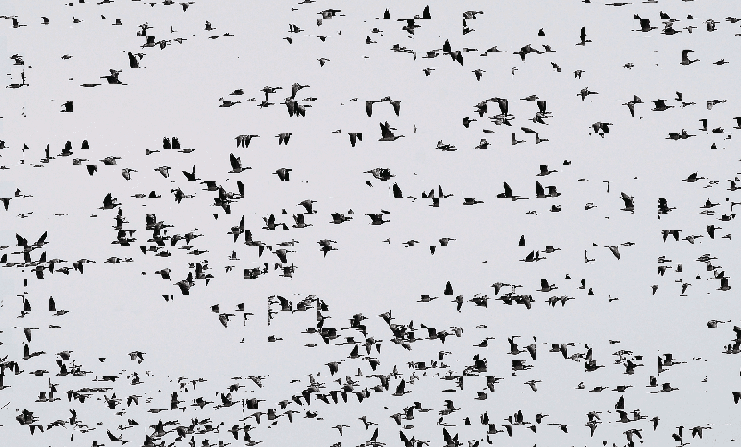 Flock 1