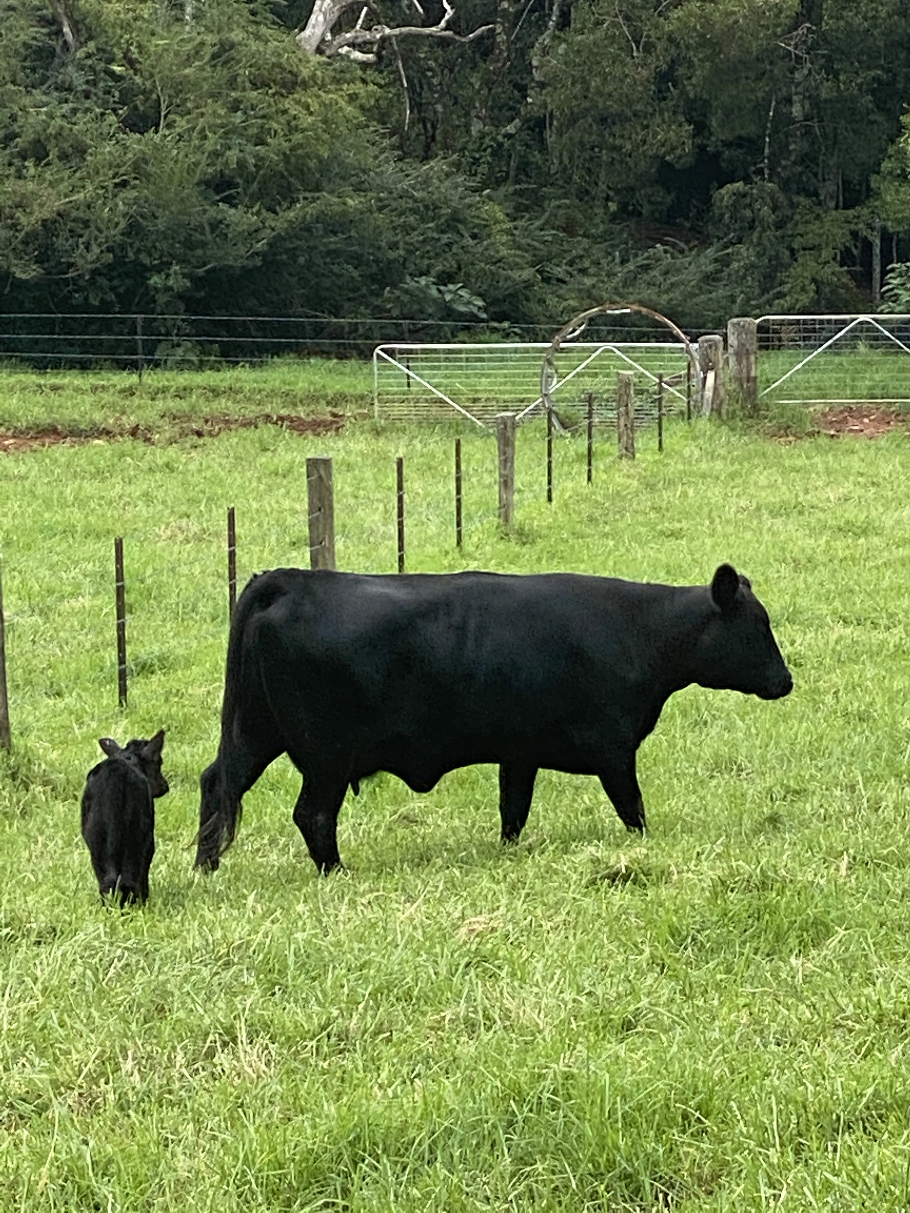 274 Schultz rd cows