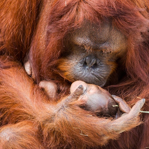 An orangutan tenderly cradles a newborn orangutan in its arms, both with reddish-brown fur.
