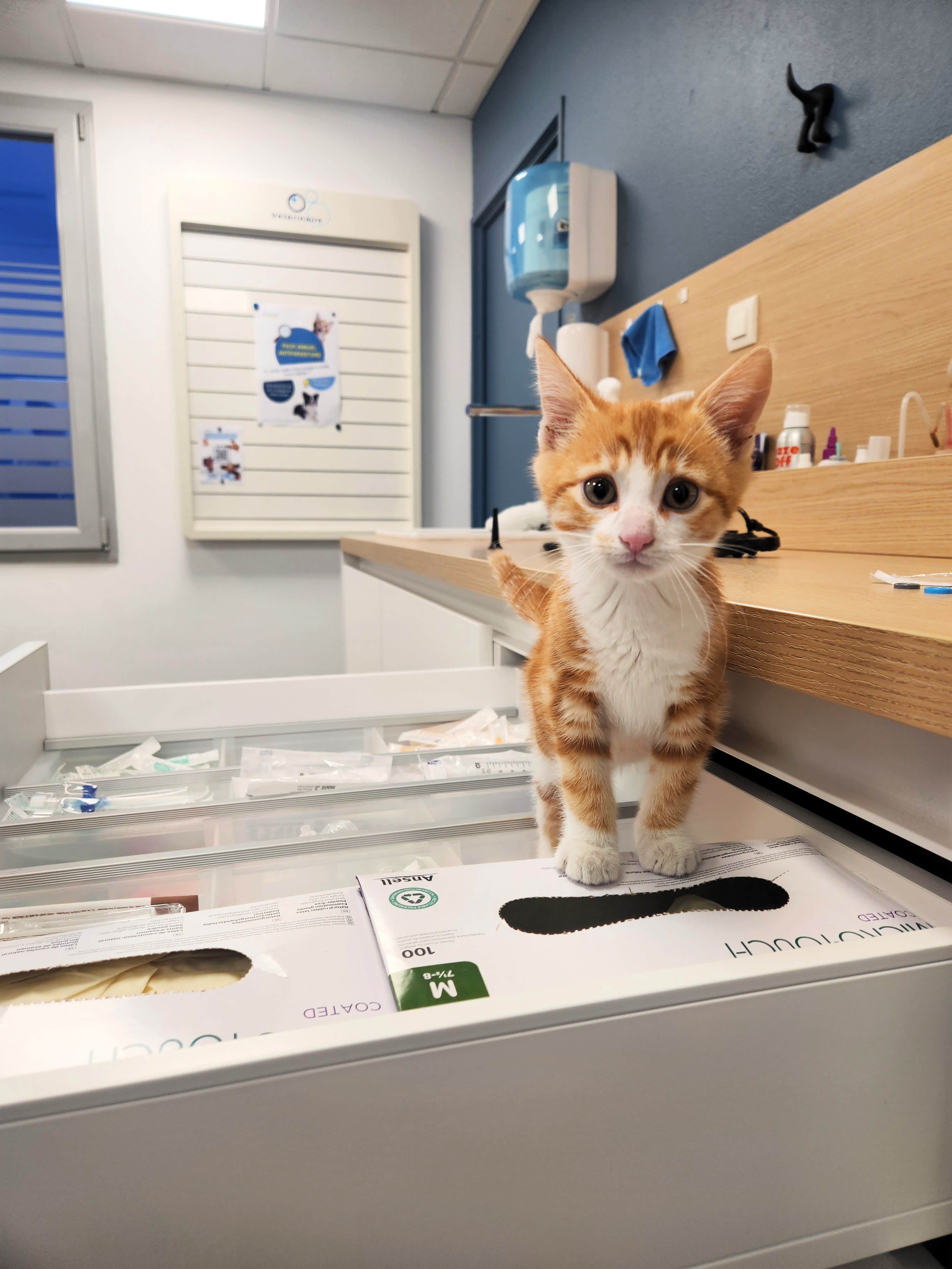 Chaton en consultation