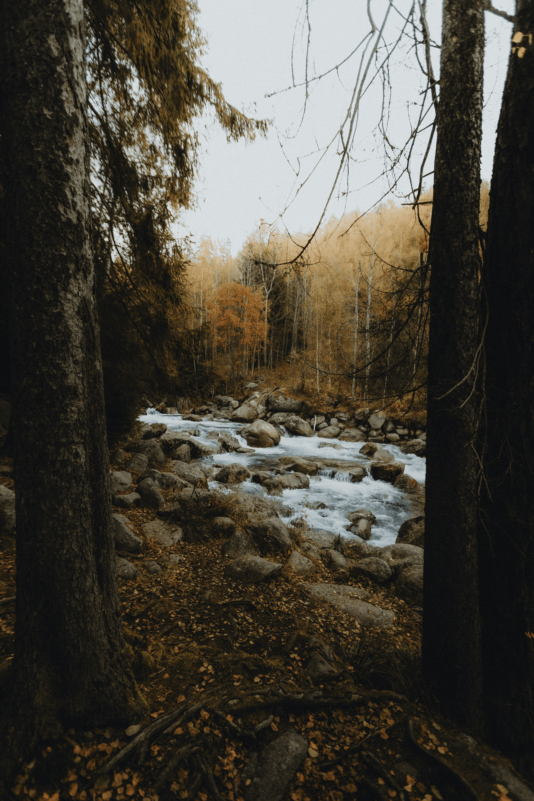 A rocky river flows through an autumn forest