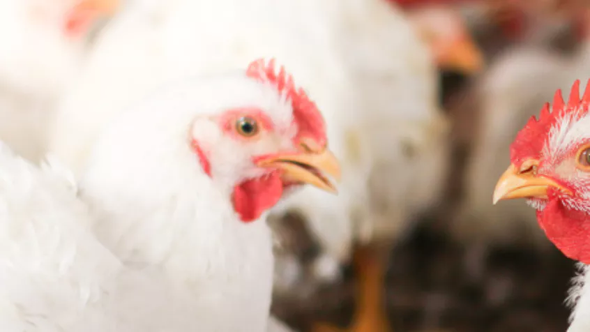 Poulet de Chair