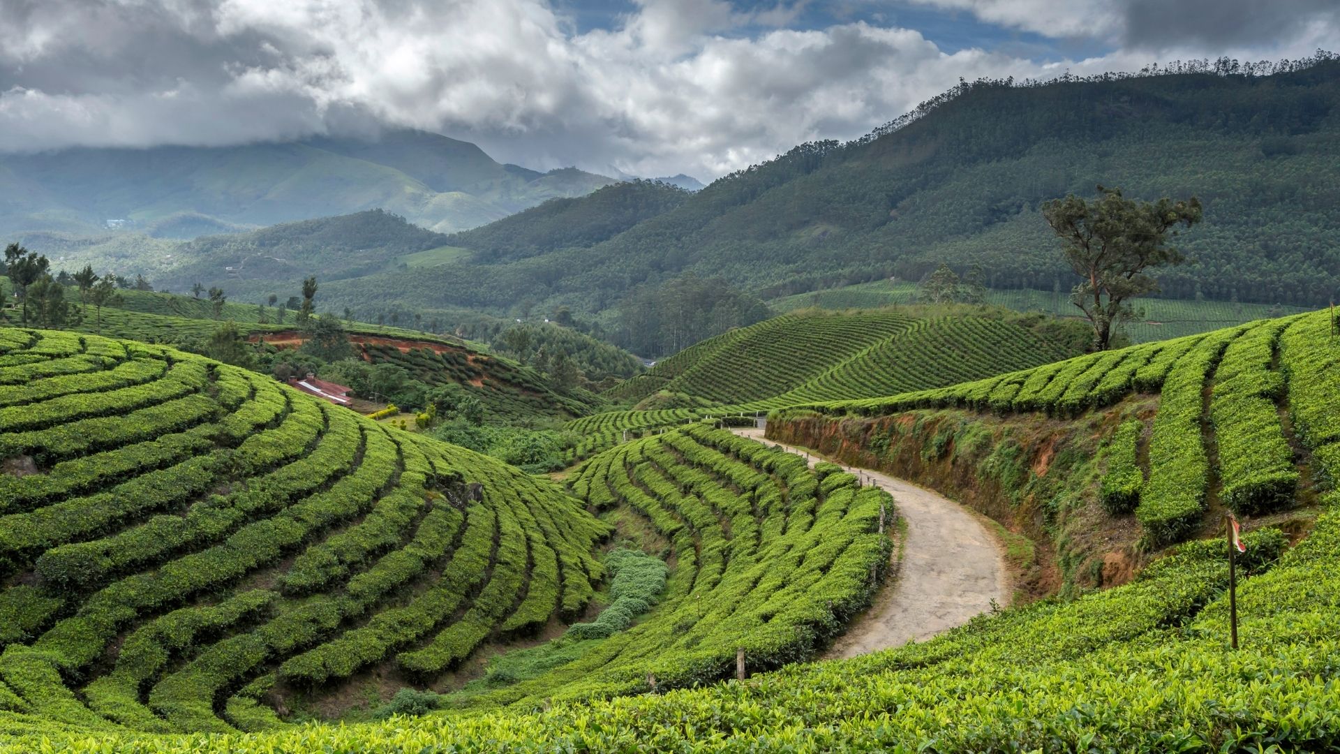 Kerala - Munnar and Wayanad Teas