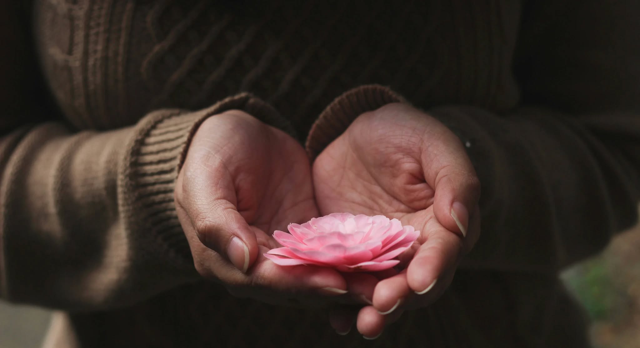 person holding pink-petaled flower