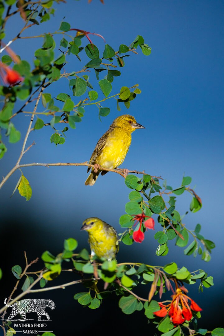 Kambaku River Lodge Bird hide Safari Trip Report