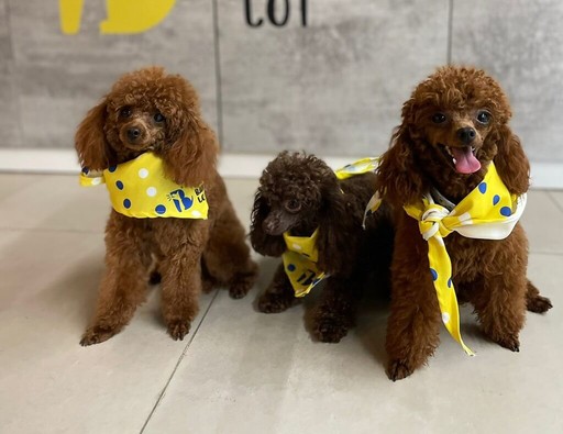 Professional dog grooming results with three poodles in clean coats and stylish bandanas.