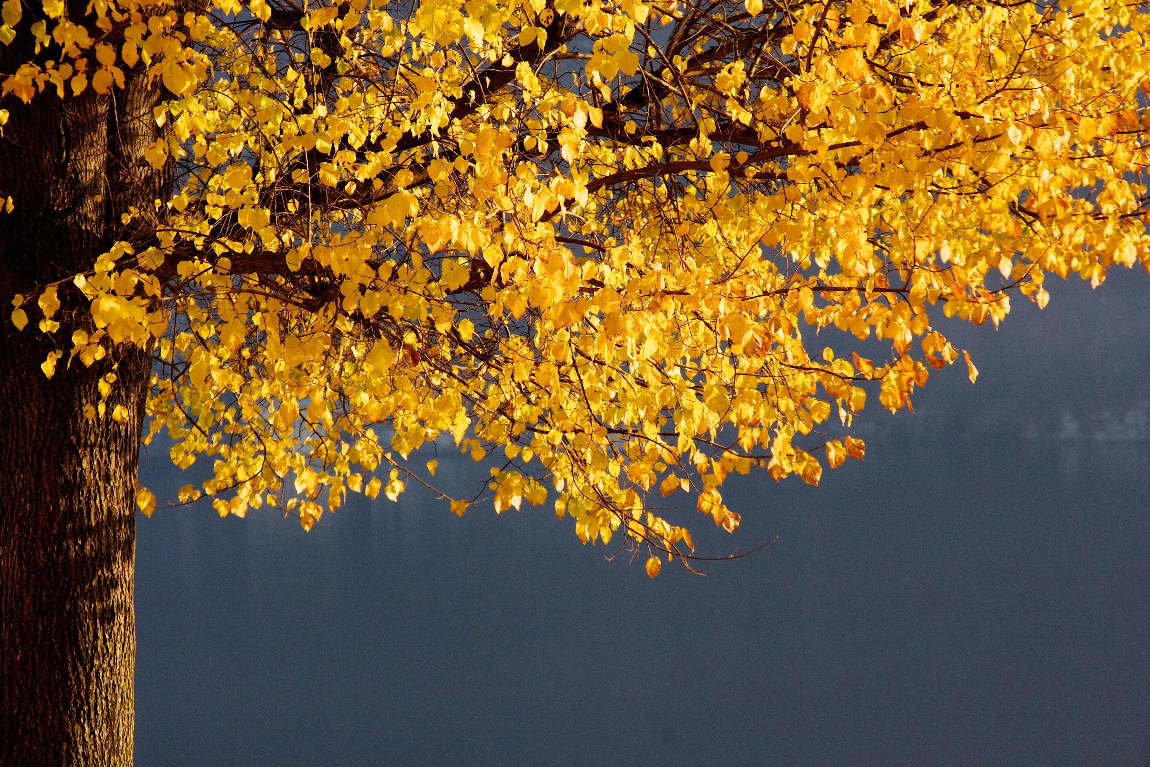 yellow leaves on tree branch