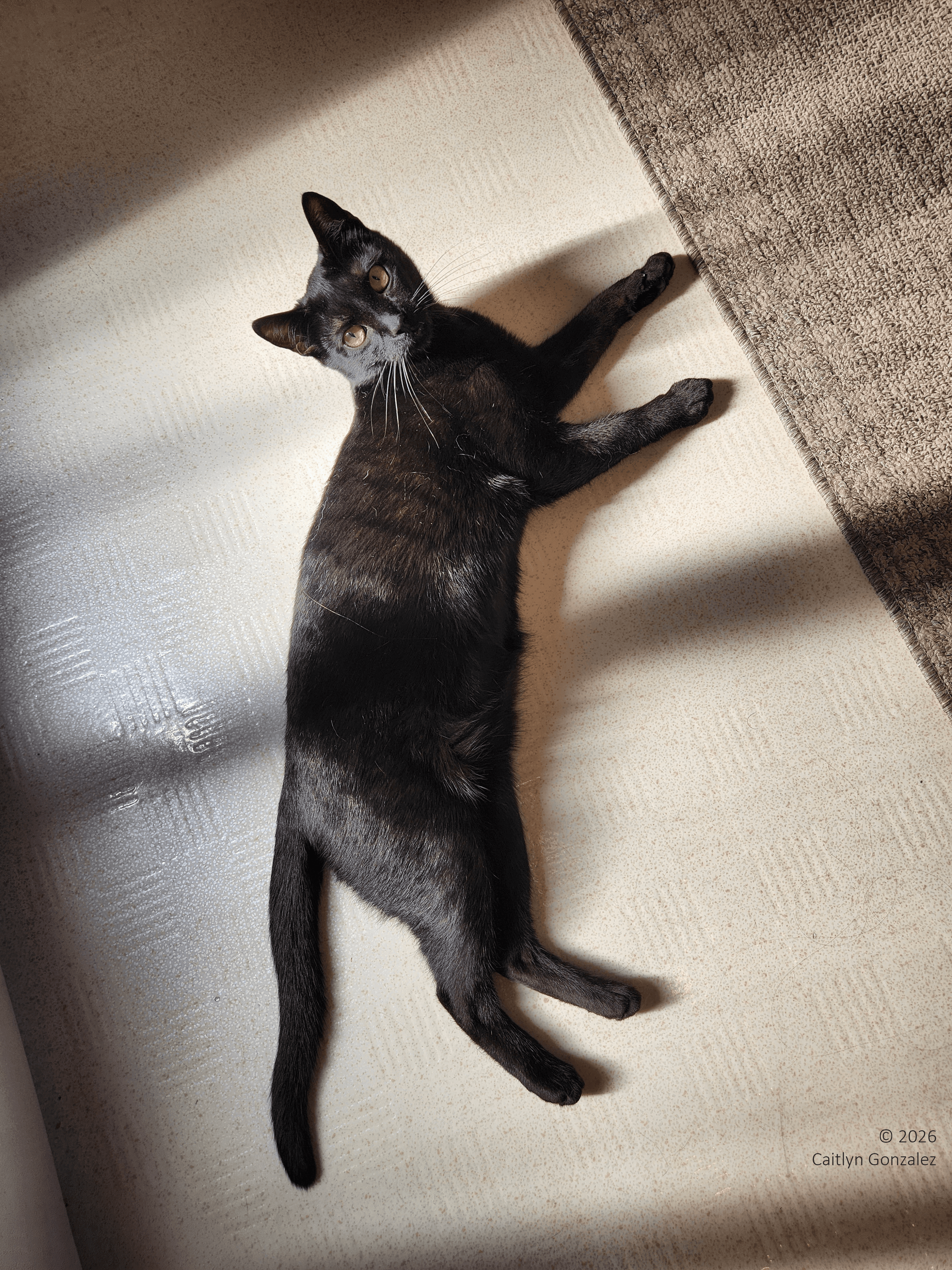 A black cat laying out on a light coloured floor. Sun is bathing her in light and exposing faint stripes in her black fur.