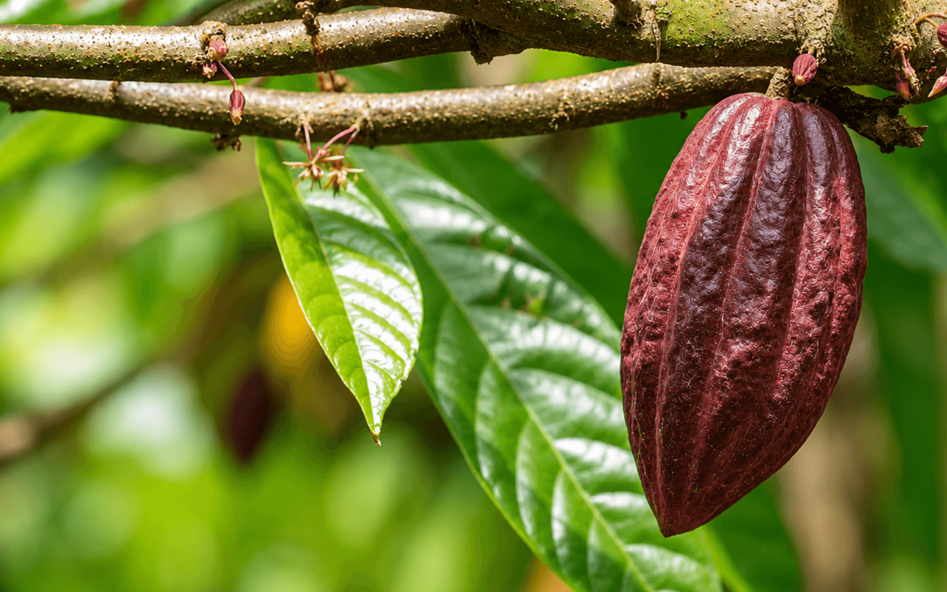 nice cocoa tree