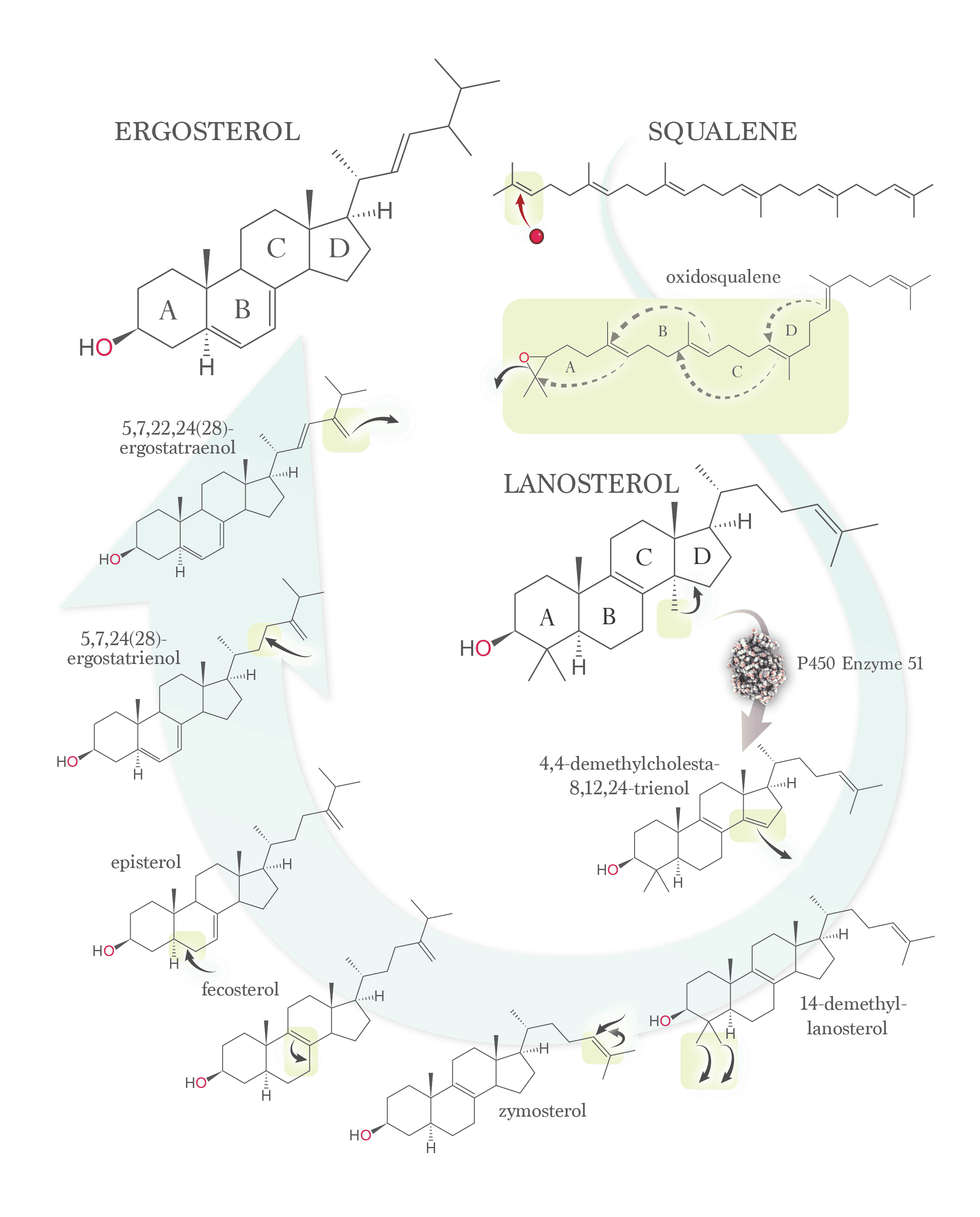 Ergosterol Pathway