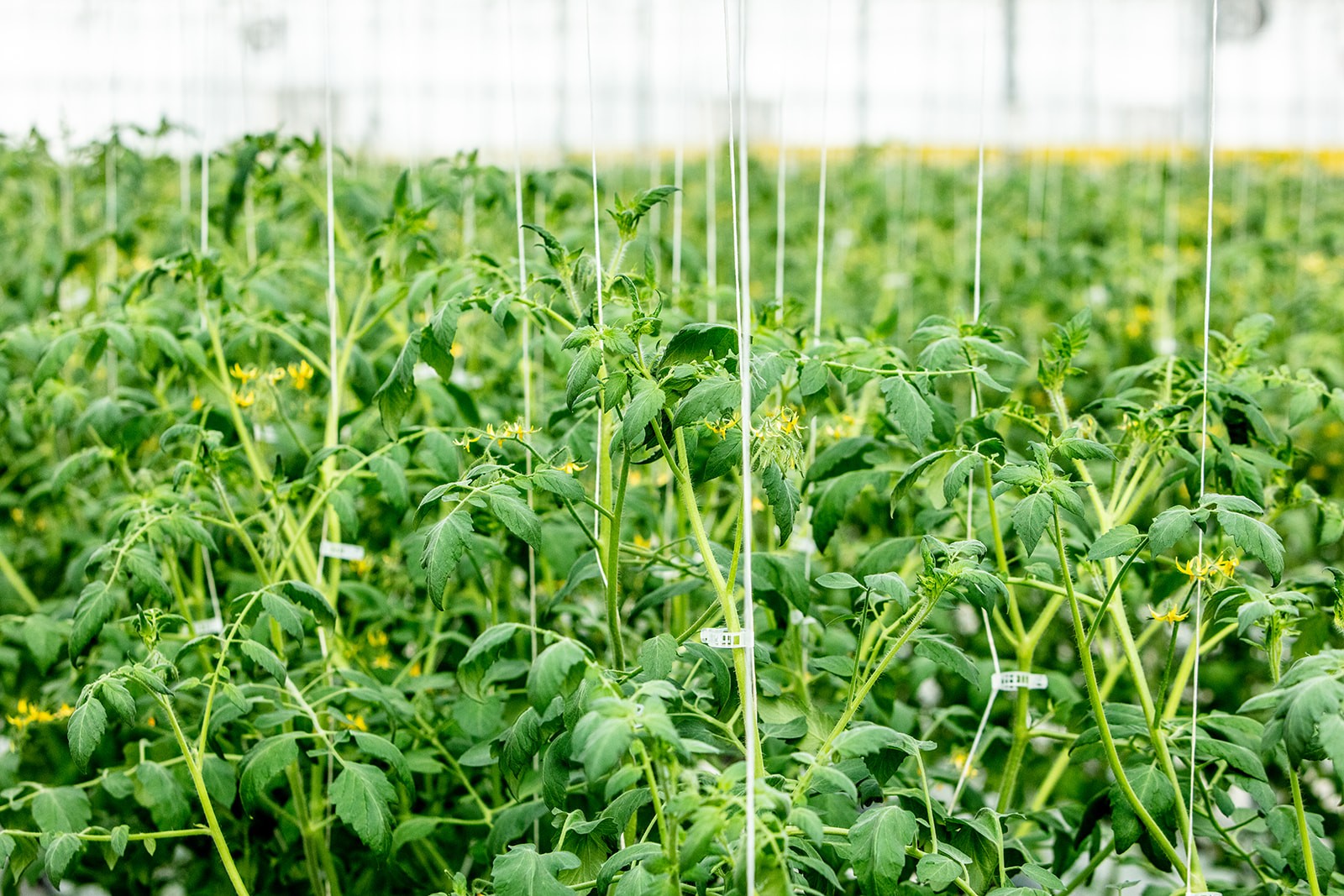 Dense rows of healthy tomato plants growing in a climate-controlled greenhouse at Kentucky Fresh Harvest for commercial produce buyers