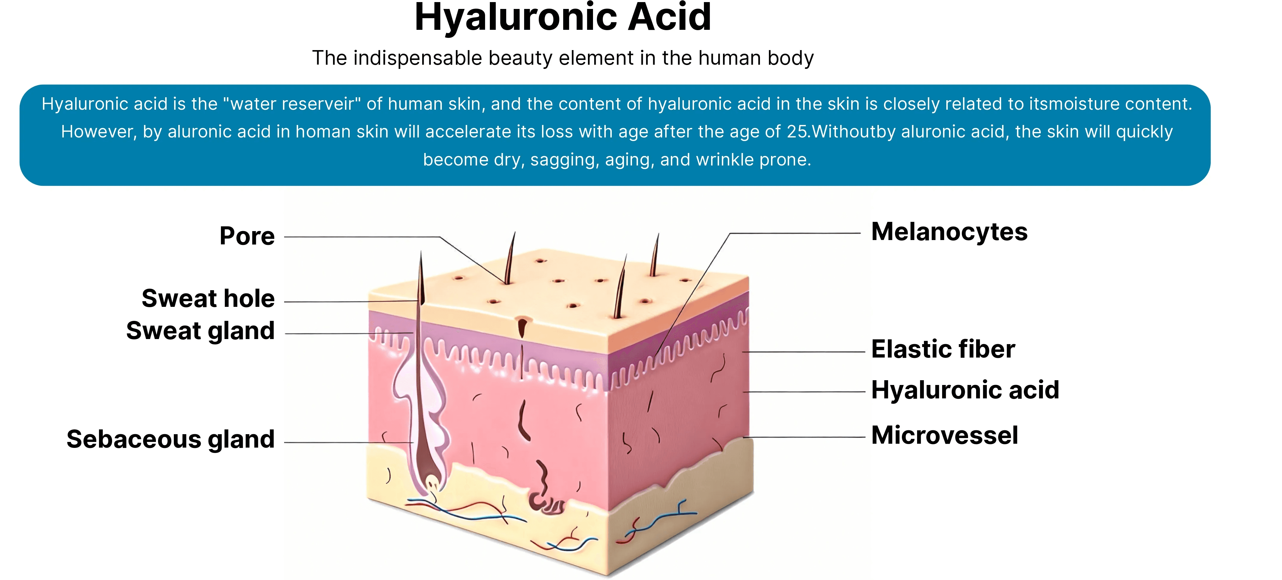 Hyaluronic Acid