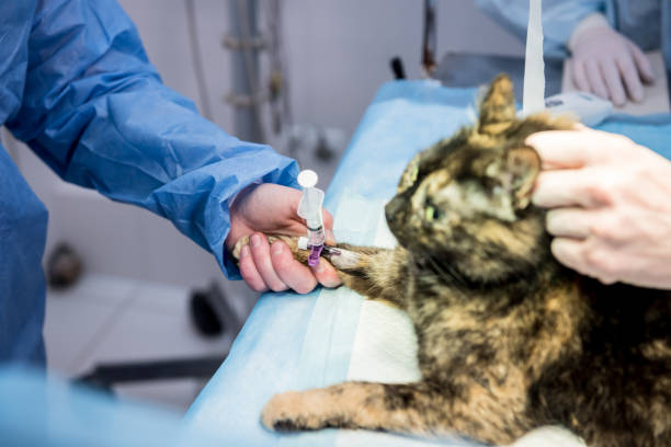 A cat being observed and treated at the clinic after a pet emergency