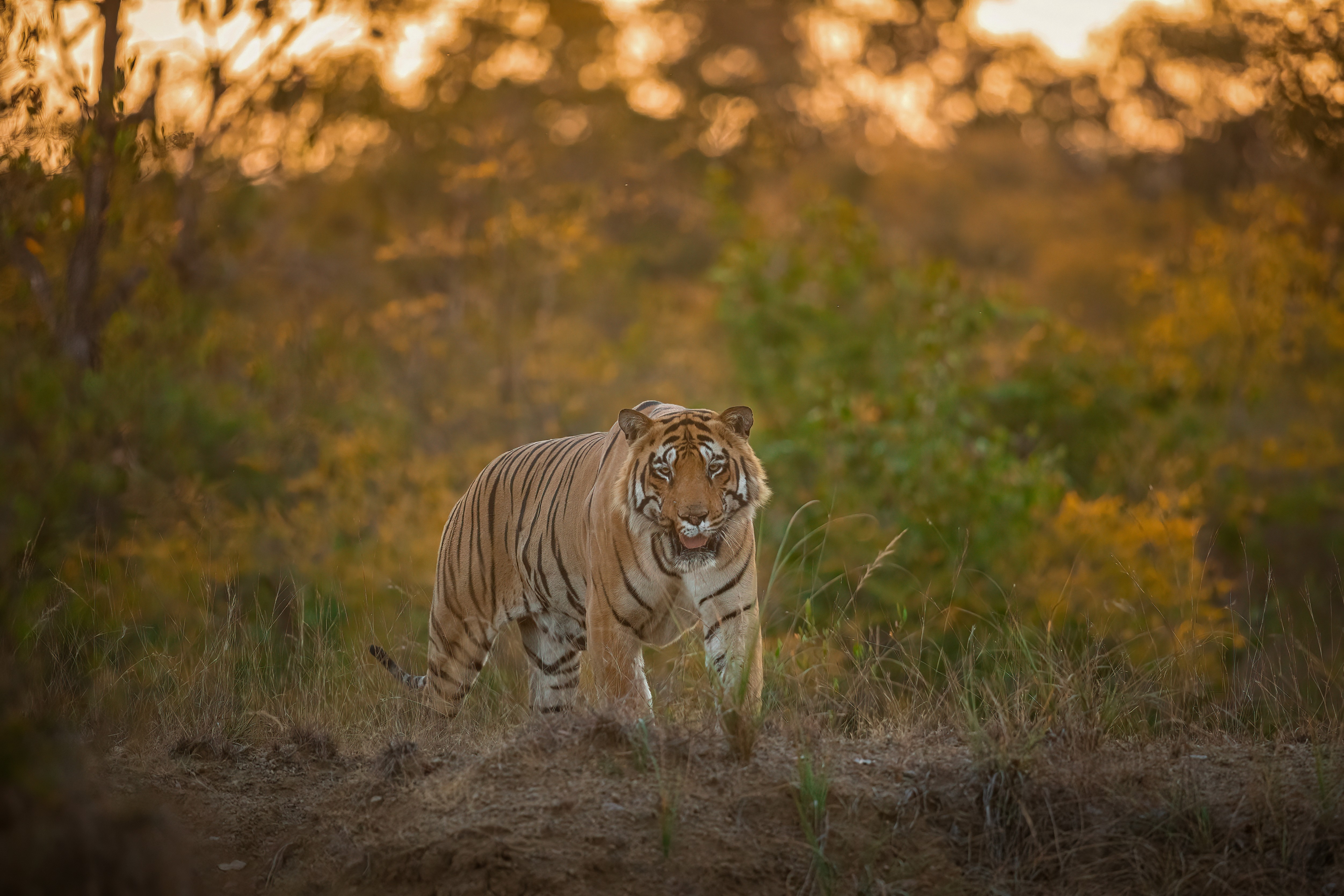 chhota-matka-the-scarred-king-who-ruled-tadoba