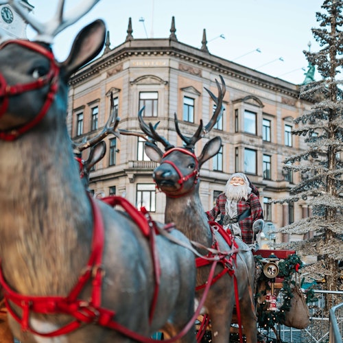 איילים של קופנהגן.