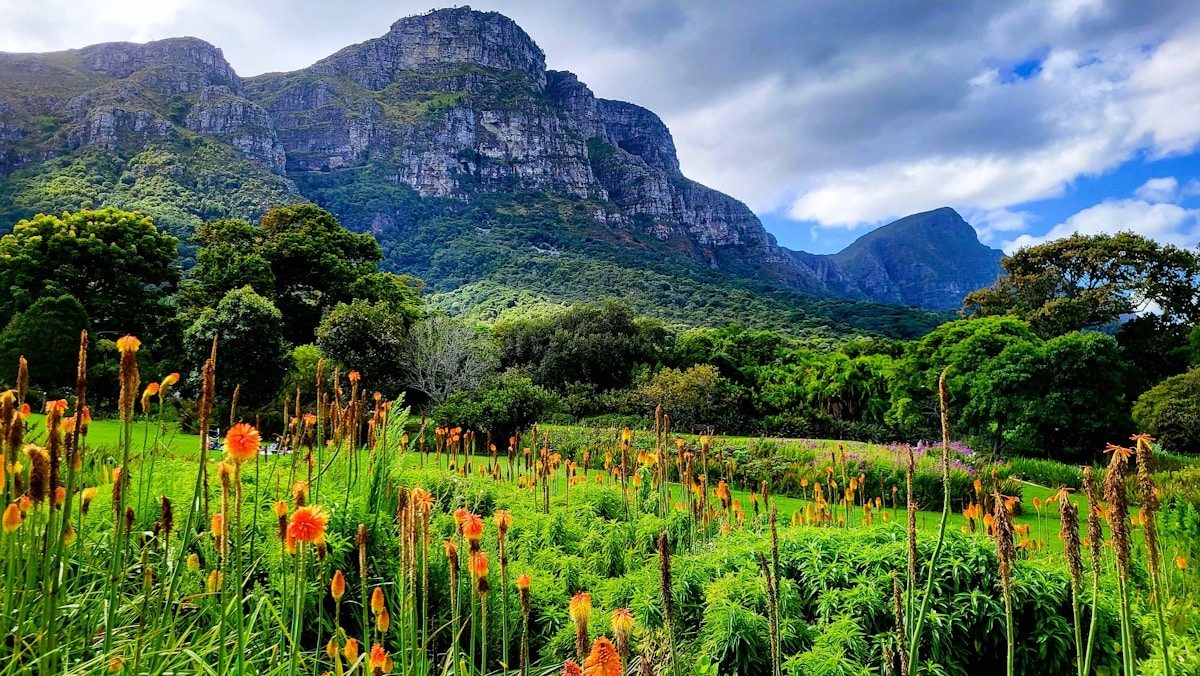 CONSTANTIA VALLEY