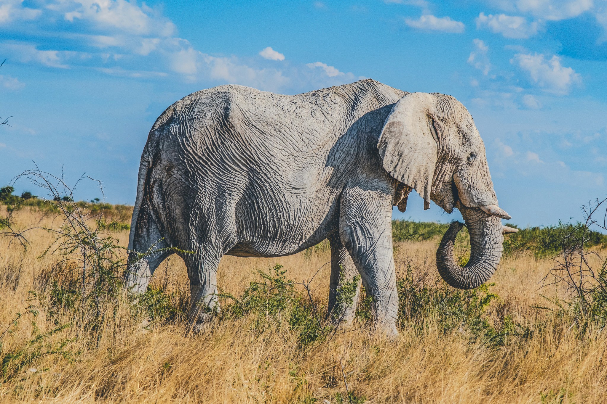 Etosha Park elefant